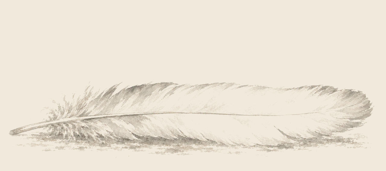 A single large white feather lies alone on the ground, its quill at the left and its soft tip at the right.