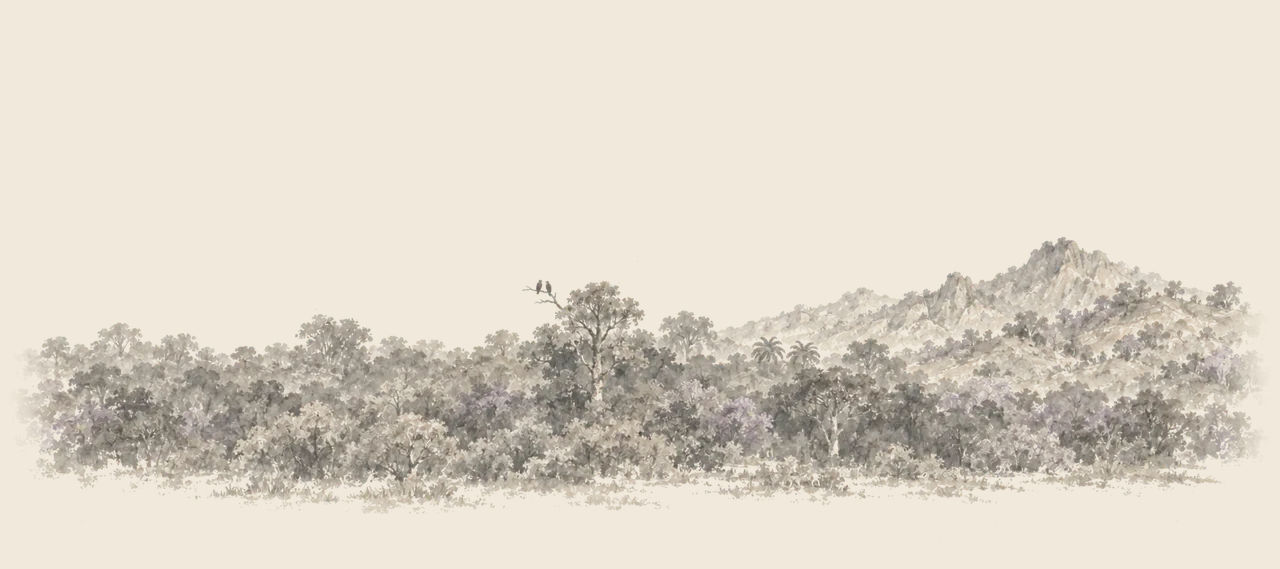 A great forest of tree-tops spreads across the land, with rugged mountains rising at the right and two birds perched on one tall tree.